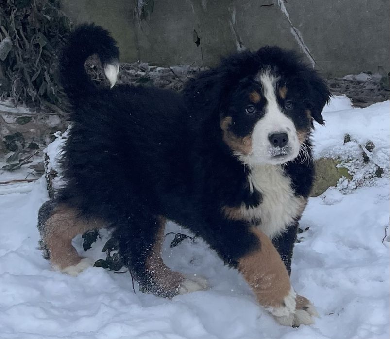 Berneński Pies Pasterski