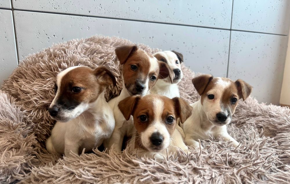 Jack Russell Terrier suczka od # SMARTIE JACKS # cute female Jack