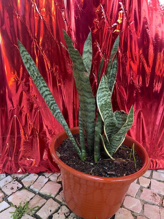 Plantas de exterior diversas