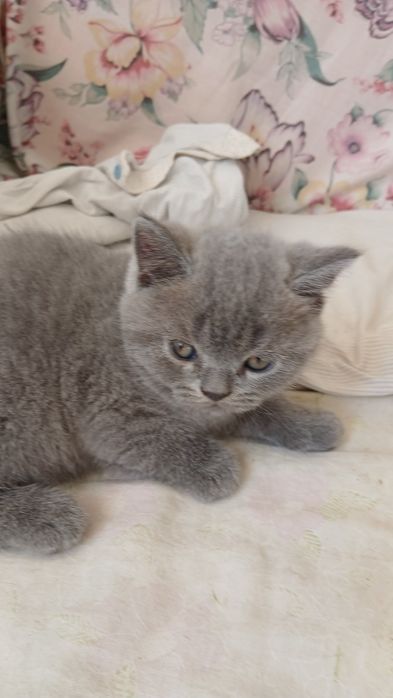 продаю шотландских котят