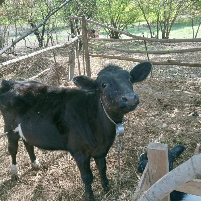 Продам телку срочно