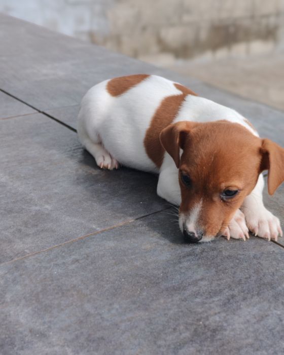 "Продається цуценя джек-рассел-тер'єра!