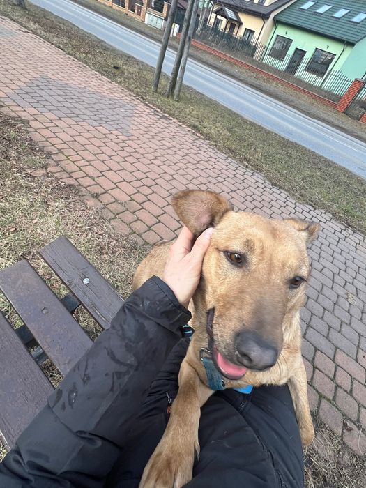 Młodziak-słodziak Arczi szuka domu