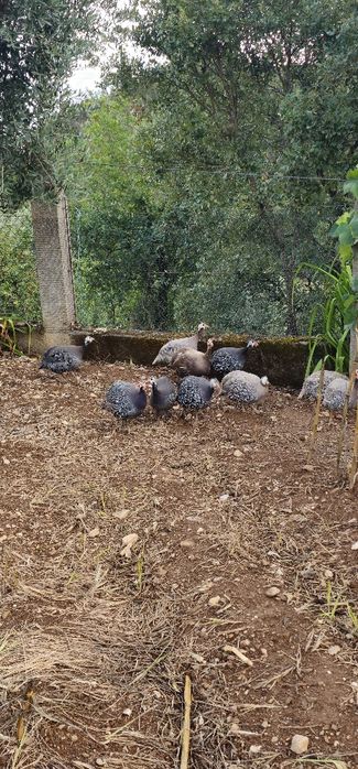 Vendo Galinhas de África ou Brahma Perdiz Jovens Caseiras