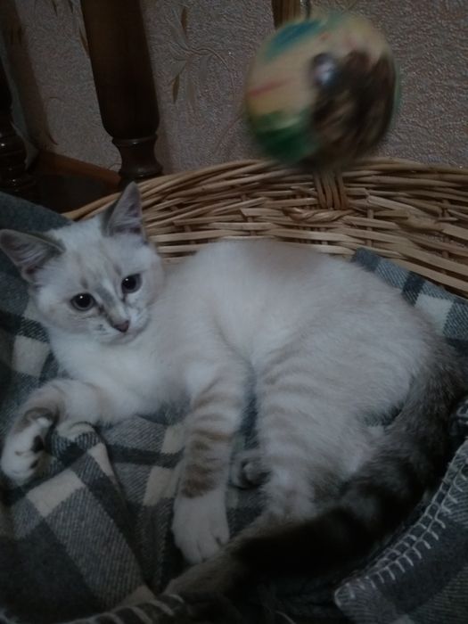 Віддам кошеня у добрі руки