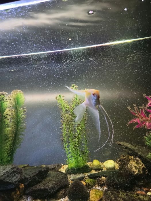 Albino gold  skalar okazja