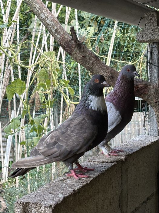 Pombos de raça e mestiços