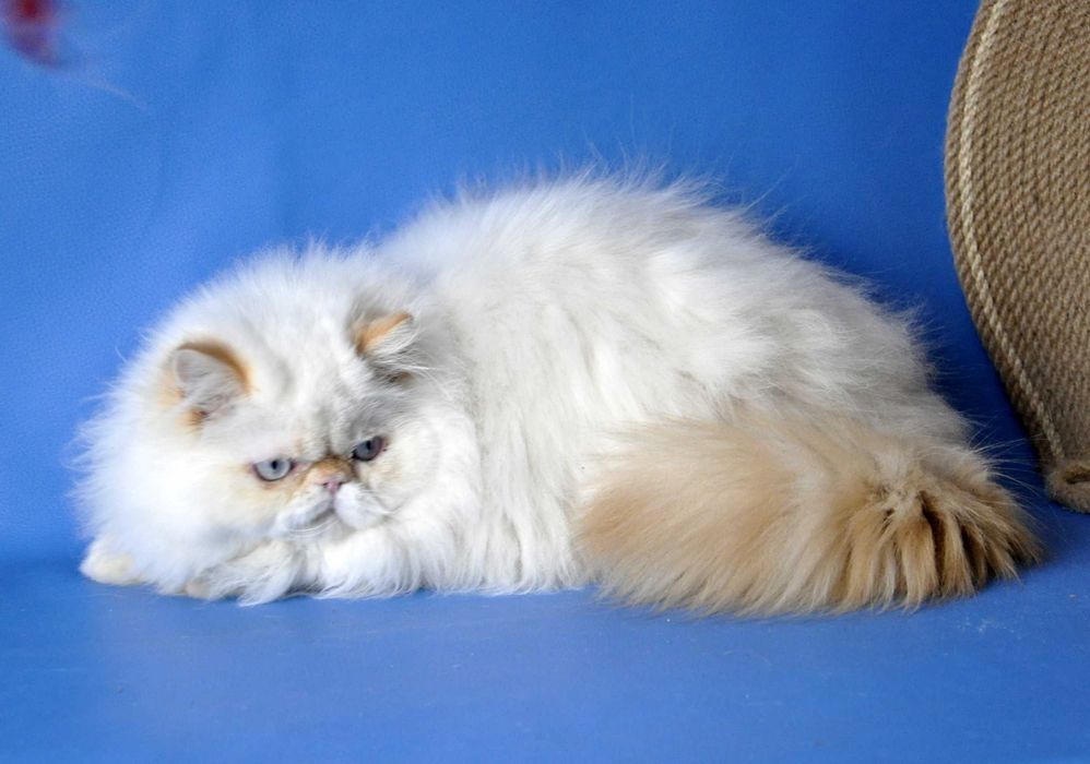 Персидский мальчик гималайский ред поинт , питомник