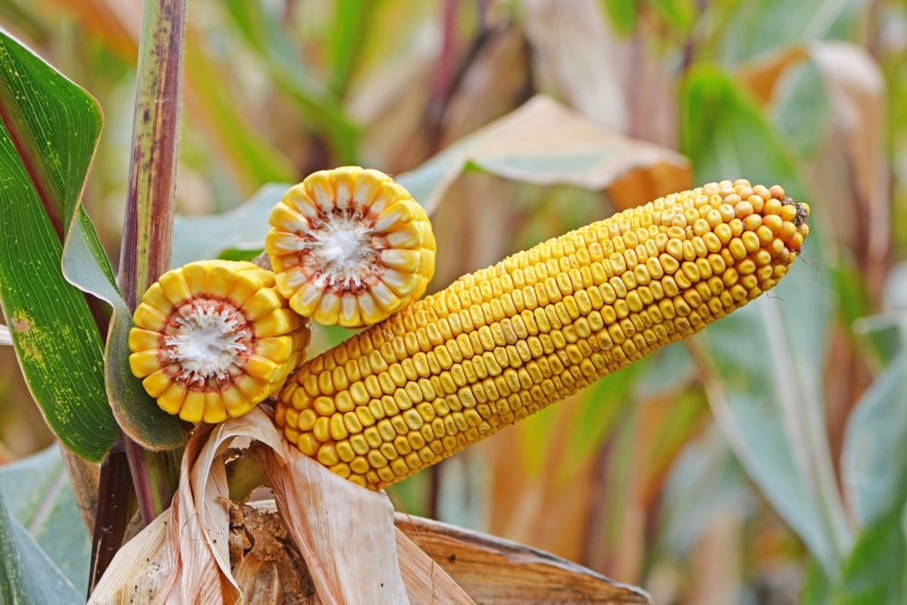 KOZACKA Kukurydza 80 tyś Ziarno