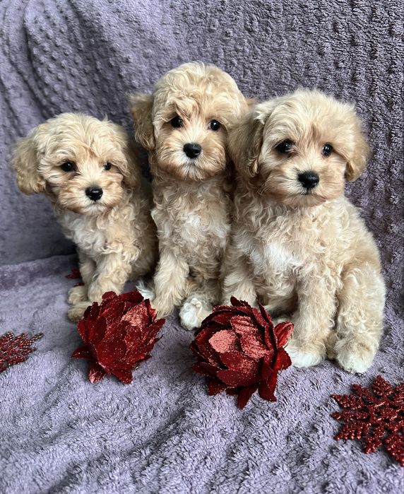 Продам красивые детки мальтипу