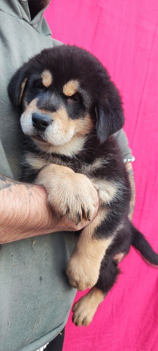 Вовкодав! Продам