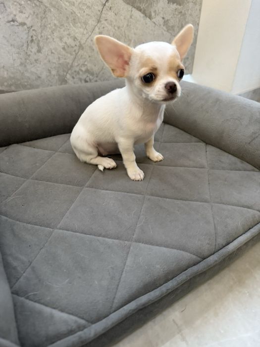 Чіхуахуа маленька дівчинка