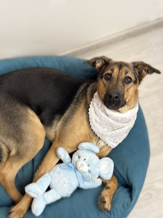 Кімі шукає найкращу родину