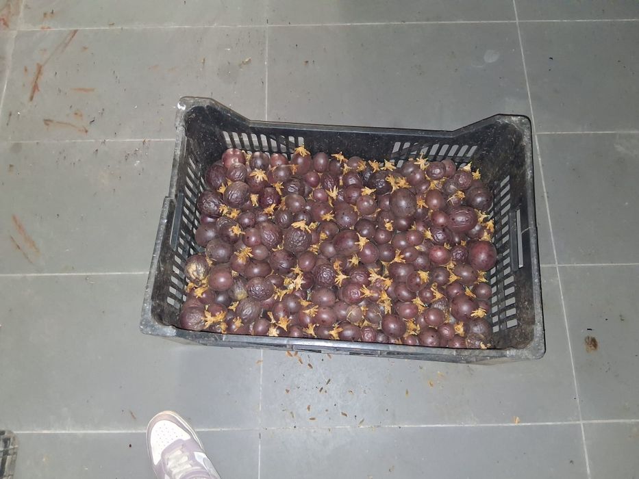 Maracujás roxos nacionais