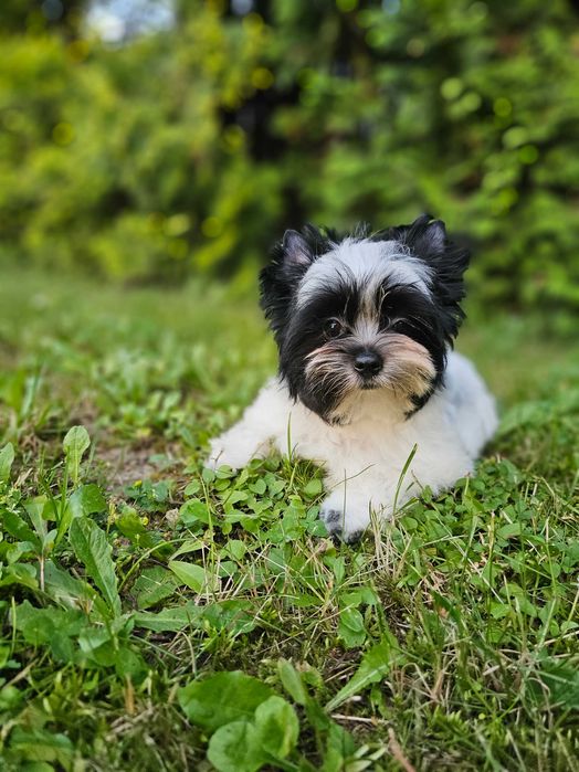 Biewer Yorkshire Terrier Chłopiec