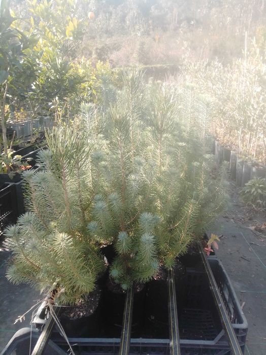 Plantas Não Frutíferas e outras variedades