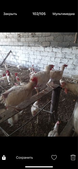 Продам курей несушек.