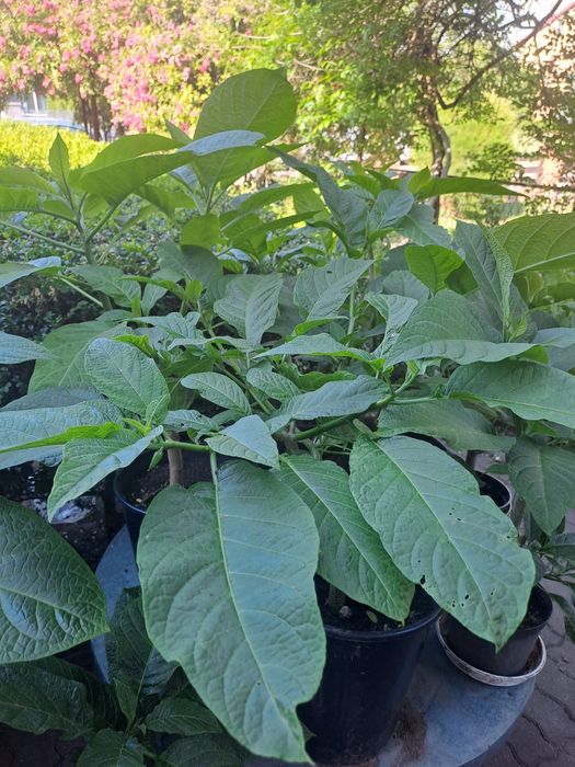 Hortensja, datury, miliny, kwiaty ogrodowe