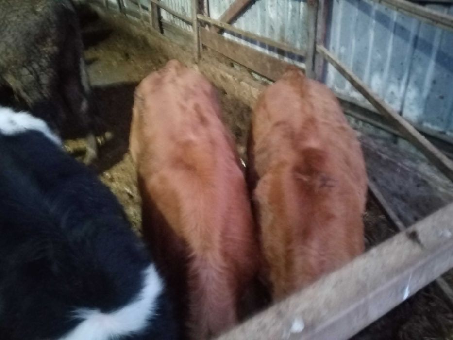 Vendo vitelos raça marinhoa