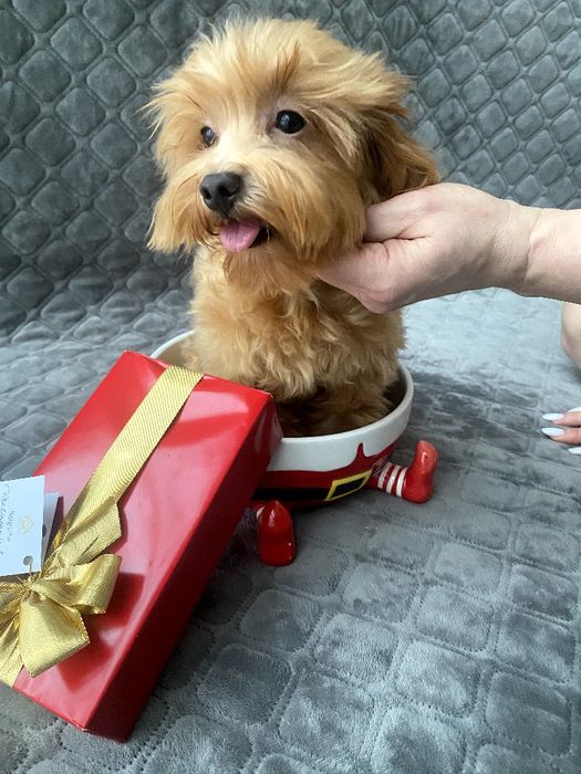 Мальтіпу хлопчик F1