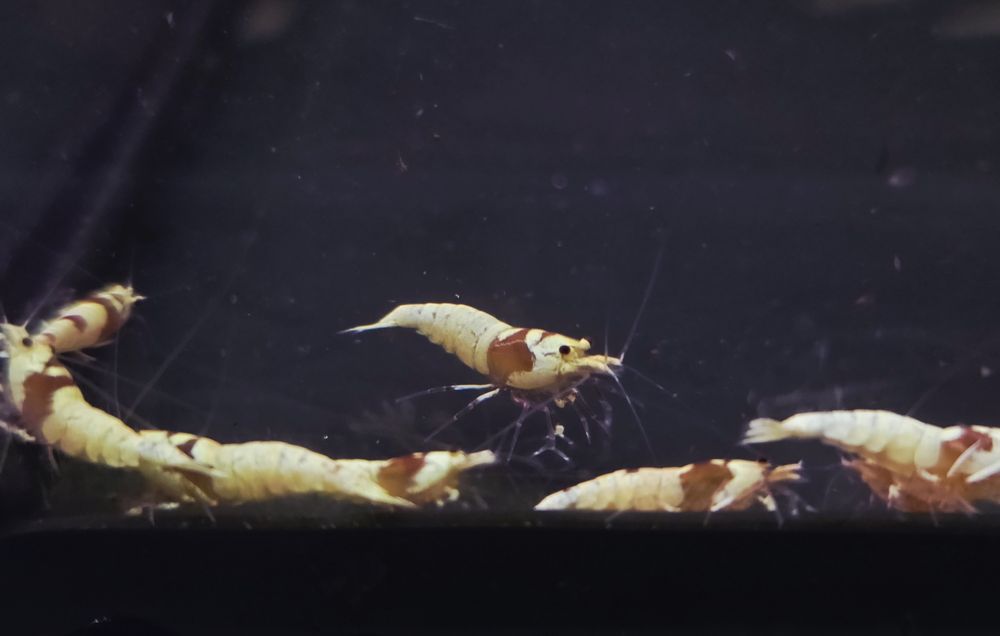 Krewetka caridina Pure red line (PRL)