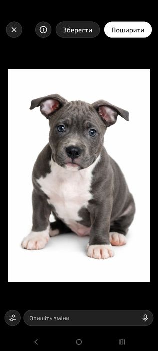 Цуцики -Щенки Амстаффа