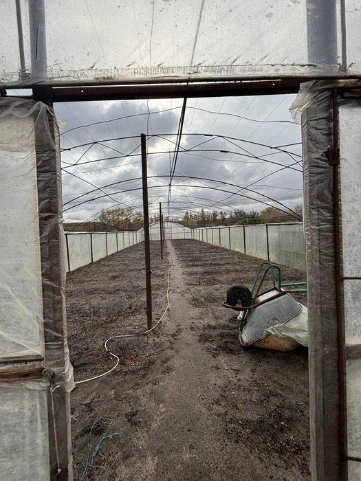 Дом у соснового леса