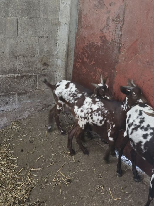 Cabras algarvias