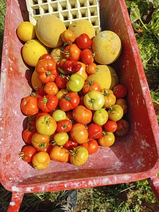 Vendemos legumes