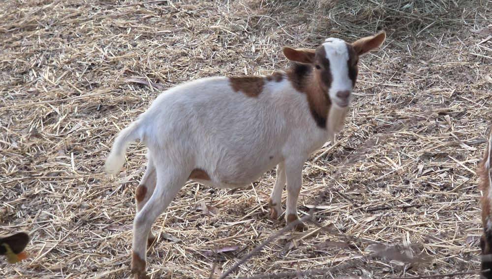 Casal Cabras Pequenas
