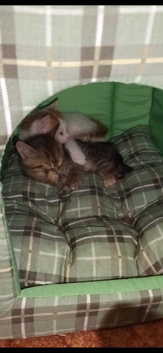 Отдадим котят в "хорошие руки"