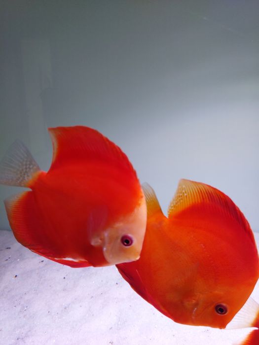 Продаж дискусів.Власного розведення,на міні розводні ДИСКУС-ІФ.