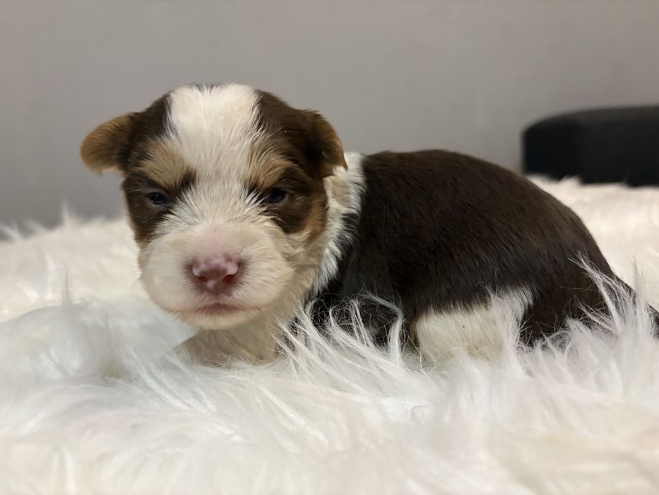 Do Rezerwacji Majlo Yorkshire Terier Brio