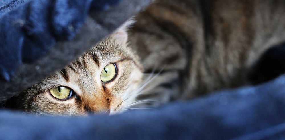 Cudowne Koty szukają wspólnego domu.