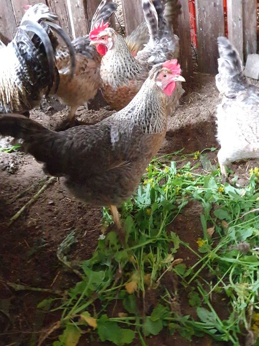 Vendo   ovos  galinhas cream  legbar legbar.