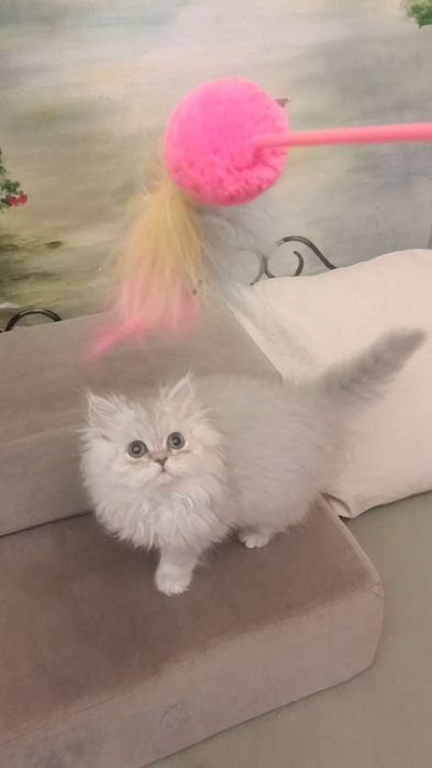 Британські довгошорстні хлопчик і дівчинка 2.5