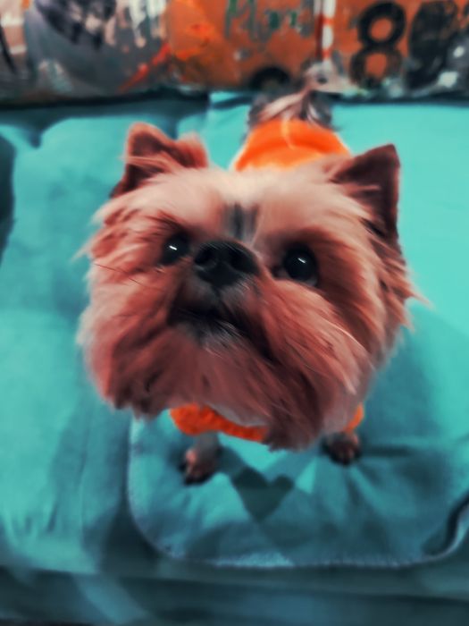 вязка йорк,за щенка)