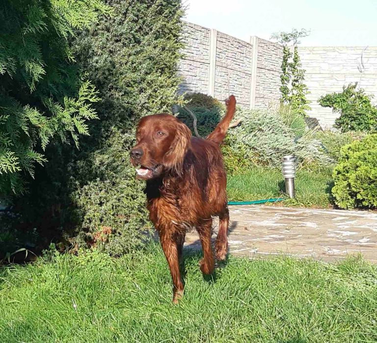 Передержка животных