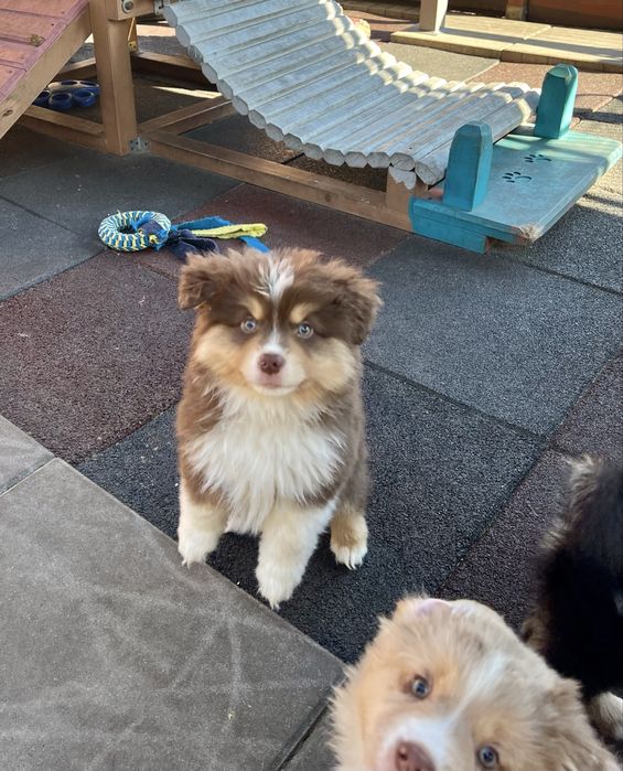 Miniaturowy Owczarek Amerykański - piesek - czeka na swoją rodzinę