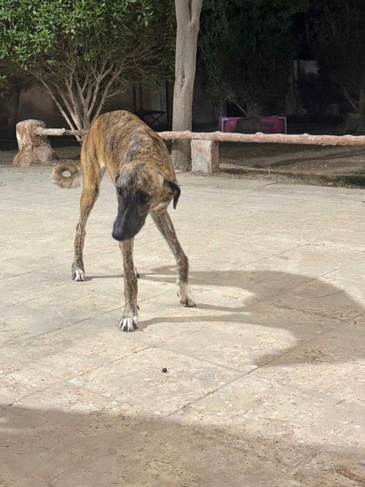 Mocha, szczeniak, pręgowana, mieszaniec charta perskiego saluki
