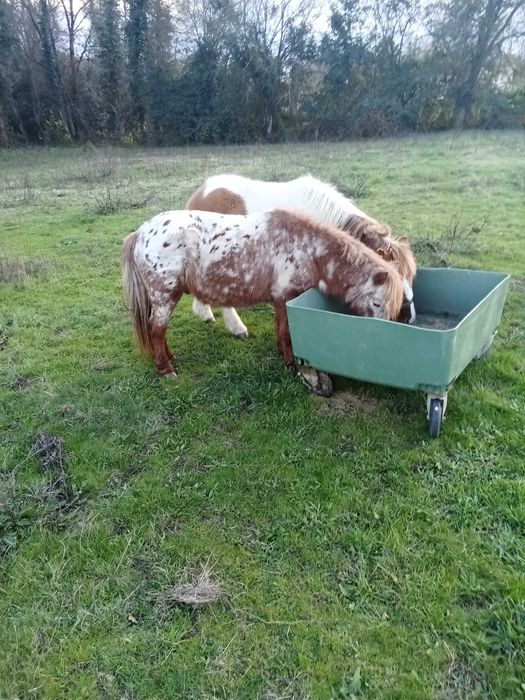 Poney Appaloosa muito manso