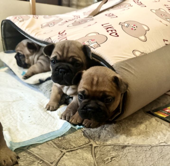 Buldog francuski Edzio