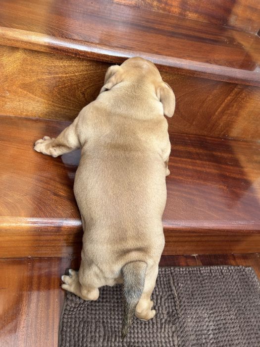 American Bully Pocket