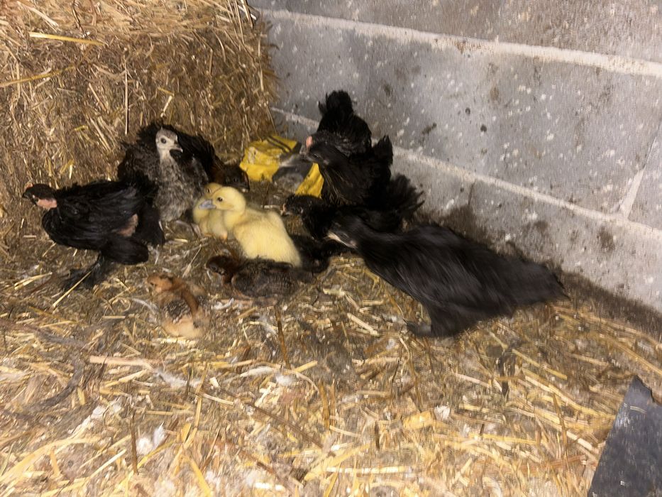 Vendo pintos/ galinhas