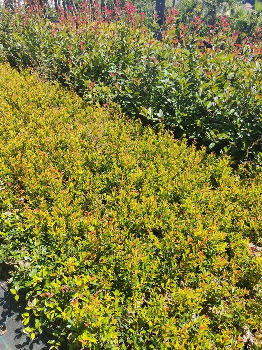 Eugenia Newport  50cm a 400cm