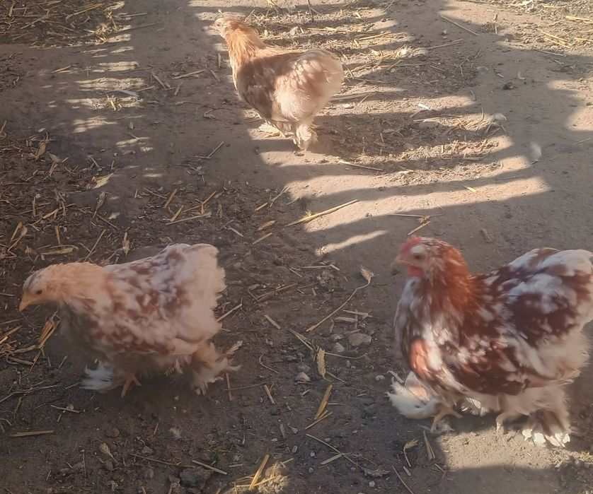 Sprzedam kochin karzełek i silki kurczaki