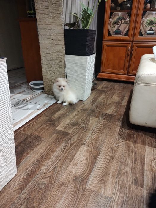 Szpic miniaturowy piesek