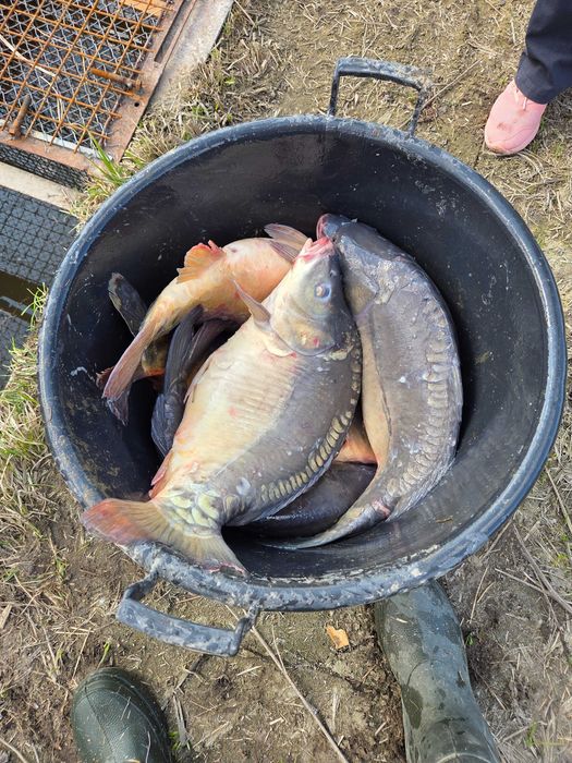 Karp żywy konsumpcyjny