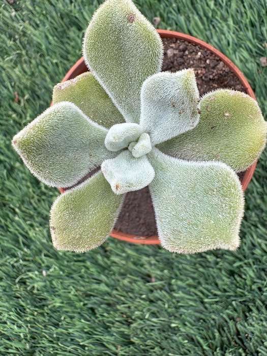 Echeveria pulvinata,,Ruby’’; Echeveria pulvinata Frosty’’; Echeveria ,,Melaco’’;Agavoides; Graptoveria,,Fred Eyves’’; Sedeveria Letizia- preço 1€