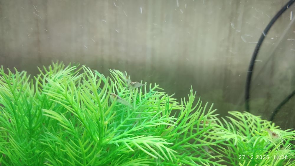 Аквариум , креветки , растения